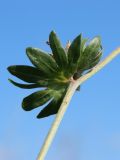 Anthyllis vulneraria. Часть стебля с присоцветными листьями. Псковская обл., Печорский р-н, окр. дер. Вастцы, подошва склона долины близ берега озера, суходольный злаково-разнотравный луг на известняке. 18.08.2024.