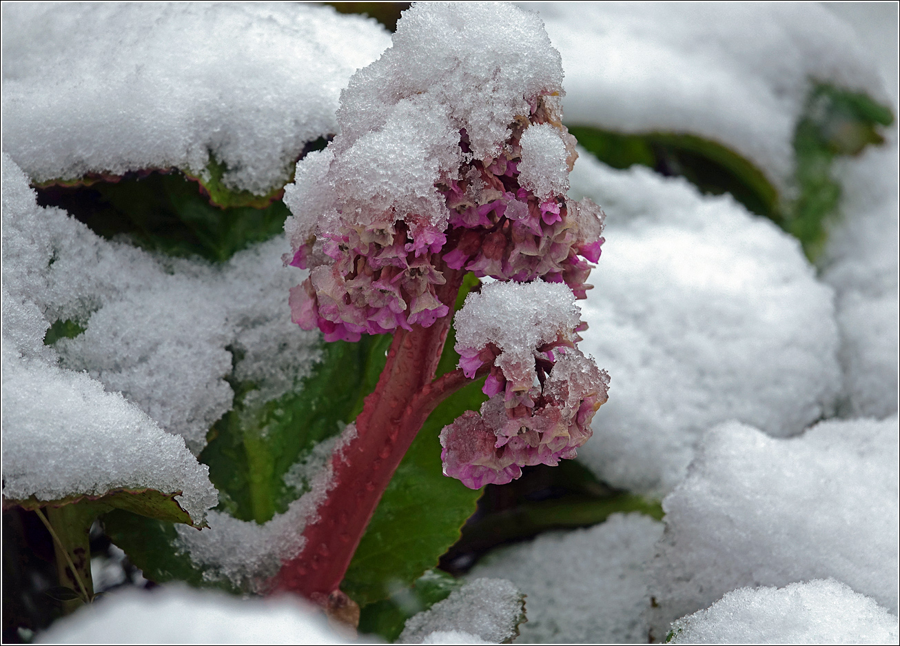 Image of Bergenia crassifolia specimen.