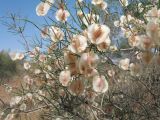 Calligonum leucocladum. Ветви плодоносящего растения. Южный Казахстан, Жамбылская обл., окр. с. Акыртобе; южная часть песков Мойынкум, полузакреплённые пески. 18 мая 2025 г.
