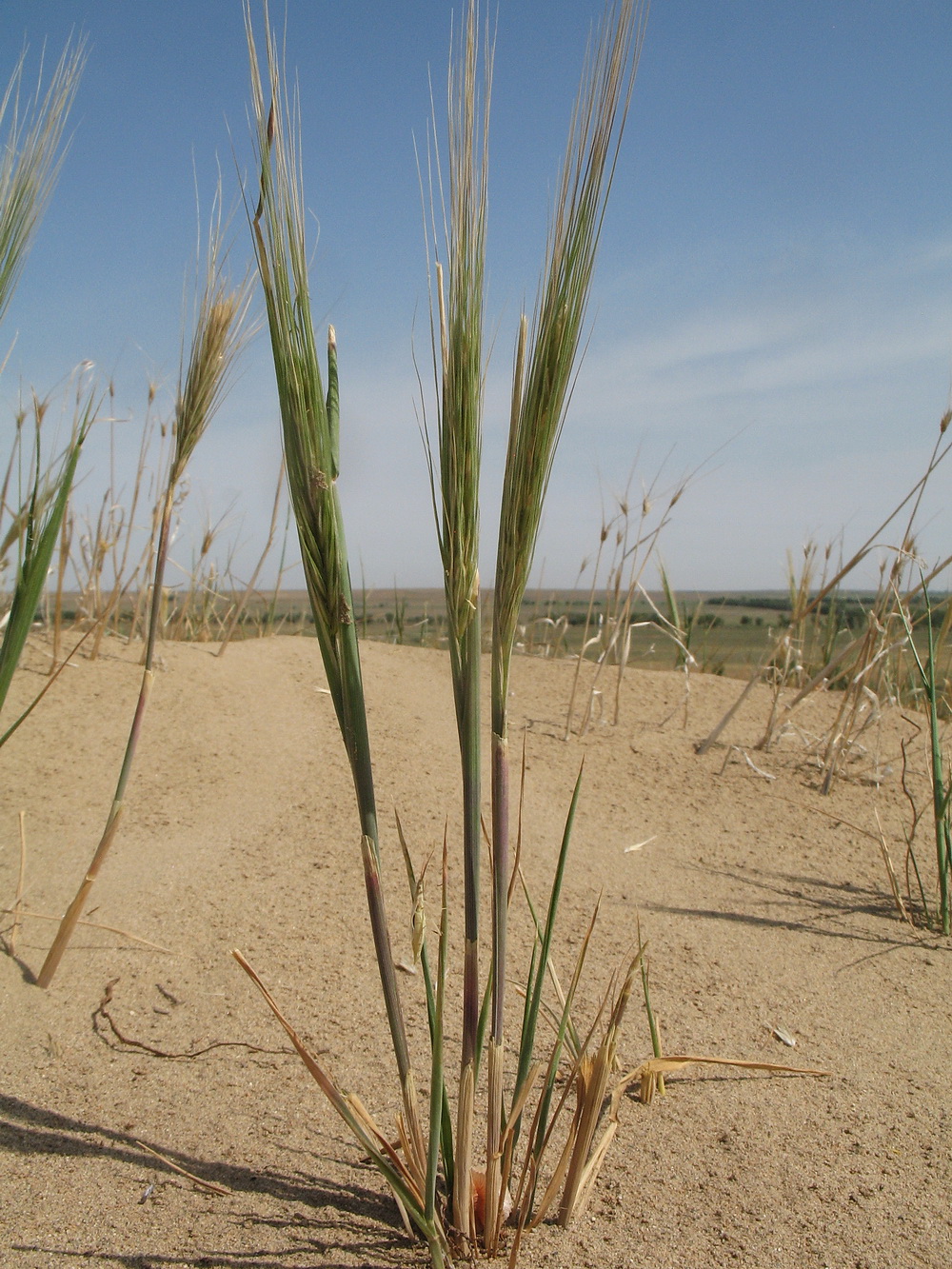 Изображение особи Hordeum spontaneum.