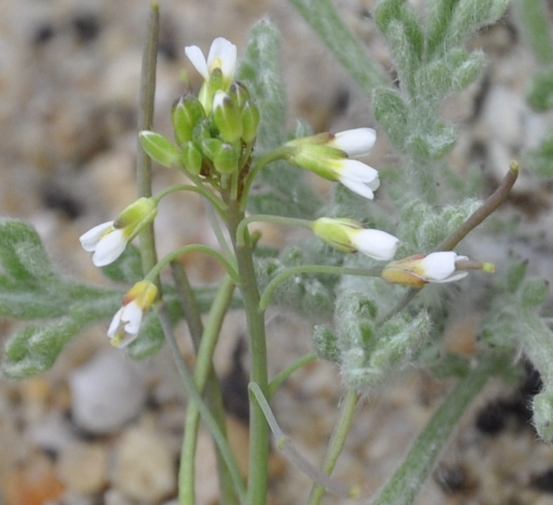 Image of Arabidopsis thaliana specimen.