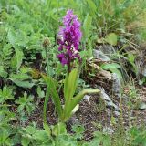 Orchis mascula