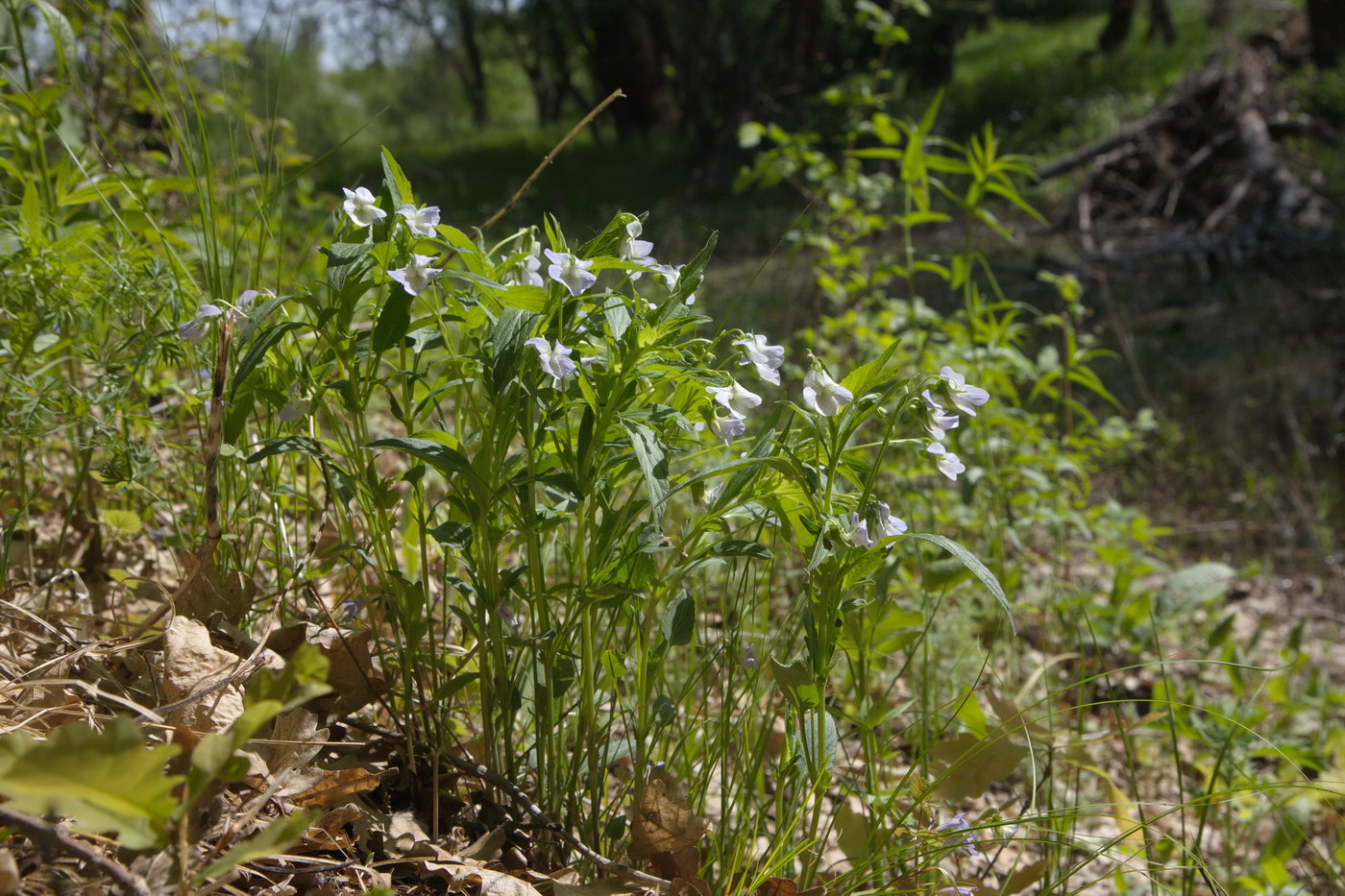 Image of Viola accrescens specimen.