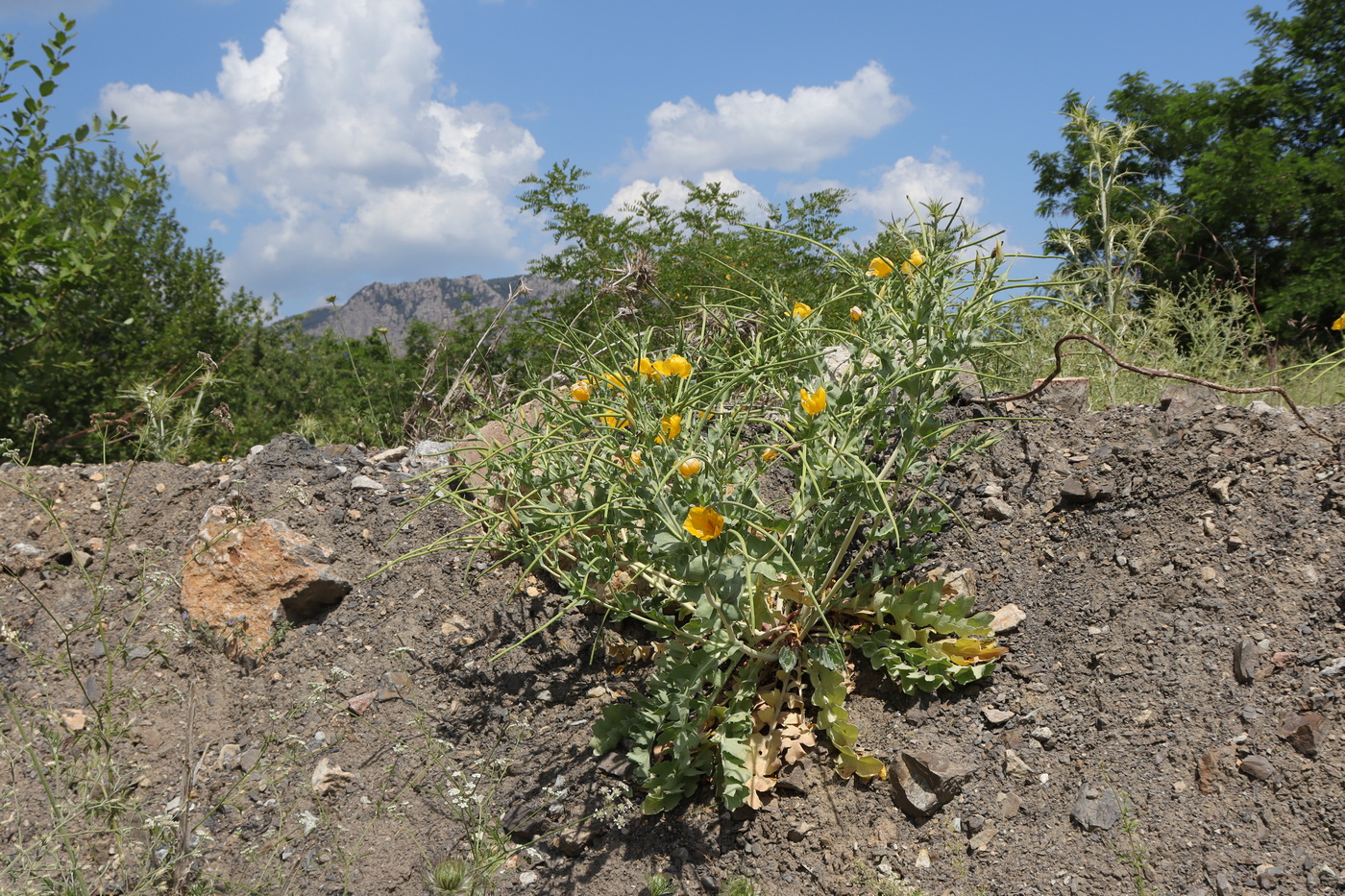 Image of Glaucium flavum specimen.