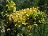 Linaria vulgaris
