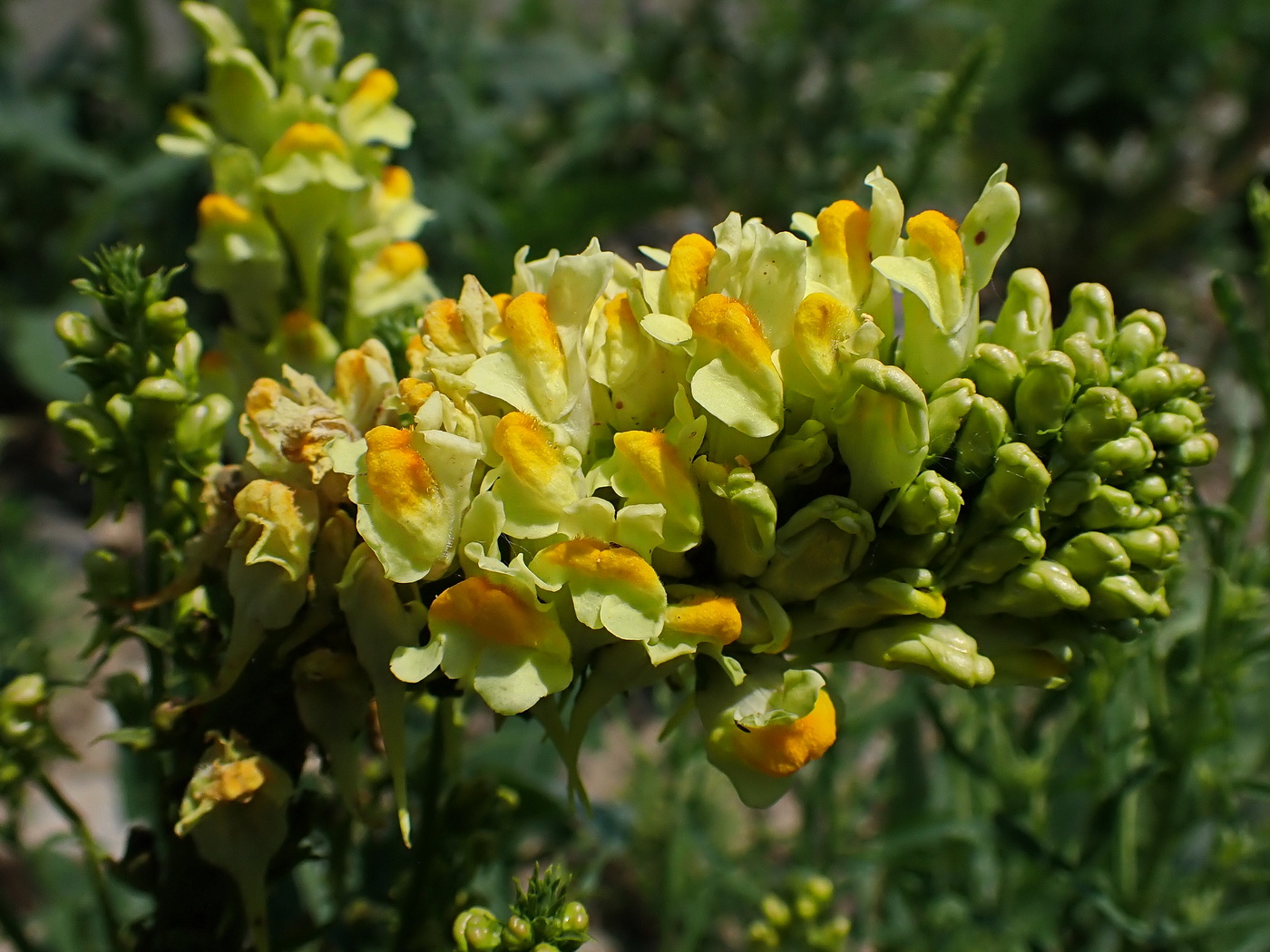 Image of Linaria vulgaris specimen.