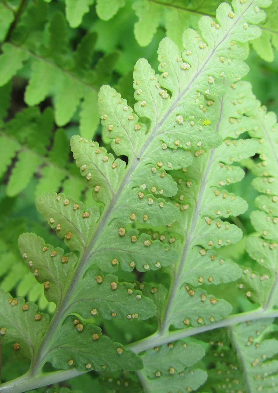Image of Dryopteris marginalis specimen.