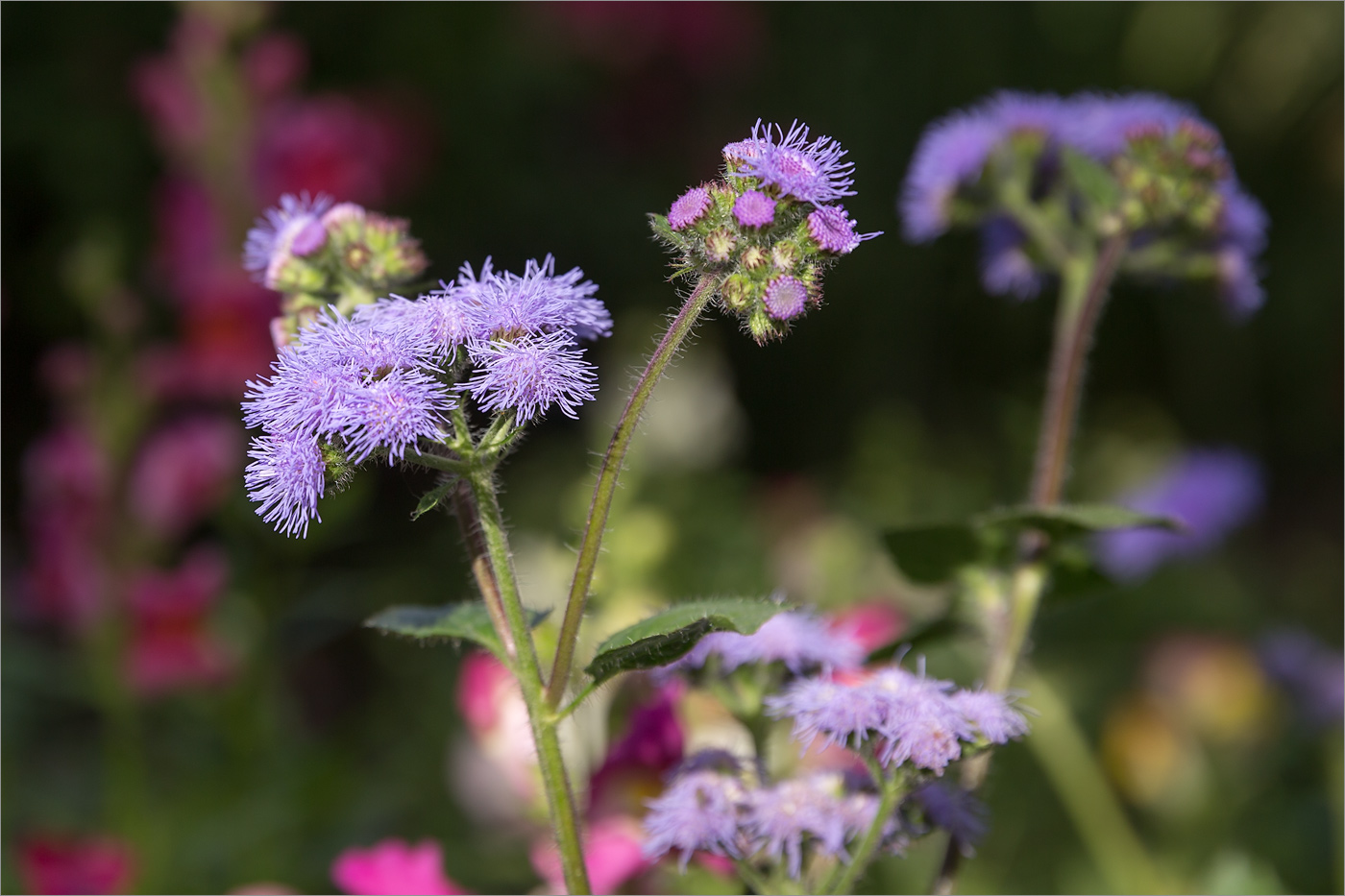Изображение особи Ageratum houstonianum.