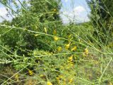 Gonocytisus angulatus