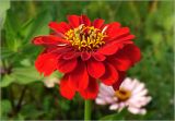 Zinnia elegans. Соцветие (махровая форма). Московская обл., Раменский р-н, окр. дер. Хрипань, садовый участок. 16.08.2025.
