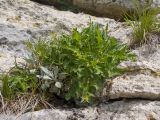 genus Campanula. Бутонизирующее растение. Карачаево-Черкесия, Зеленчукский р-н, гора Джангур, ≈ 1500 м н.у.м., в расщелине известняковой скалы. 04.06.2025.