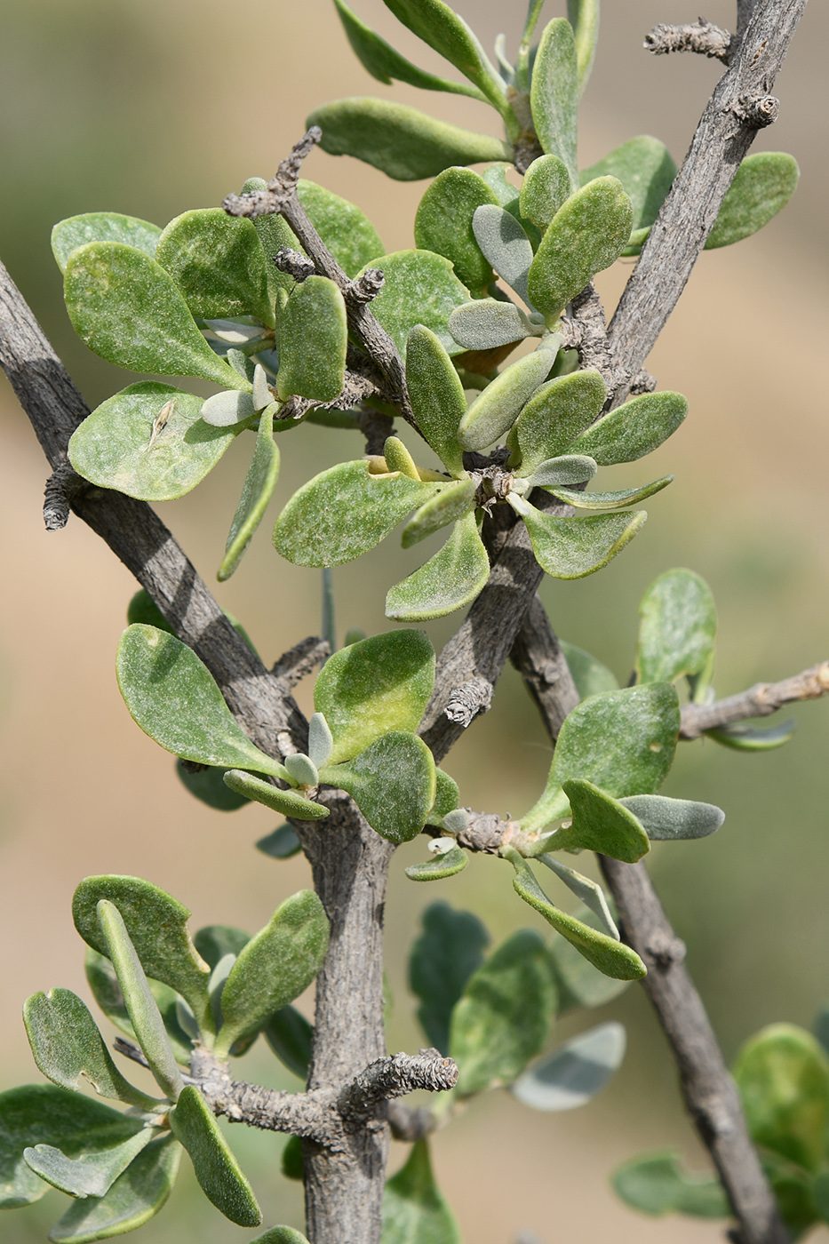 Изображение особи Zygophyllum gontscharovii.