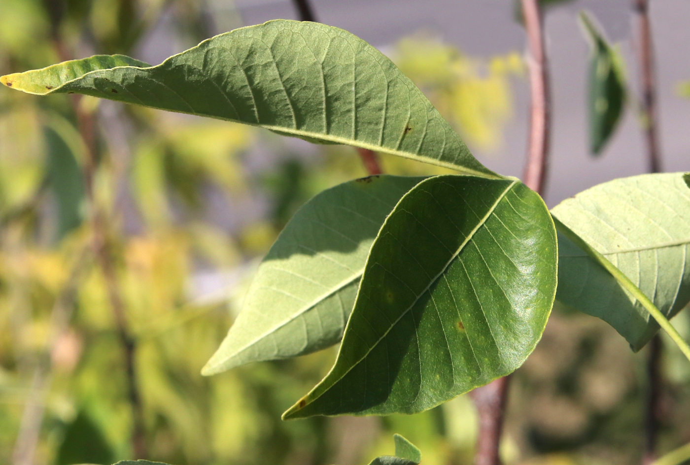 Изображение особи Ptelea trifoliata.