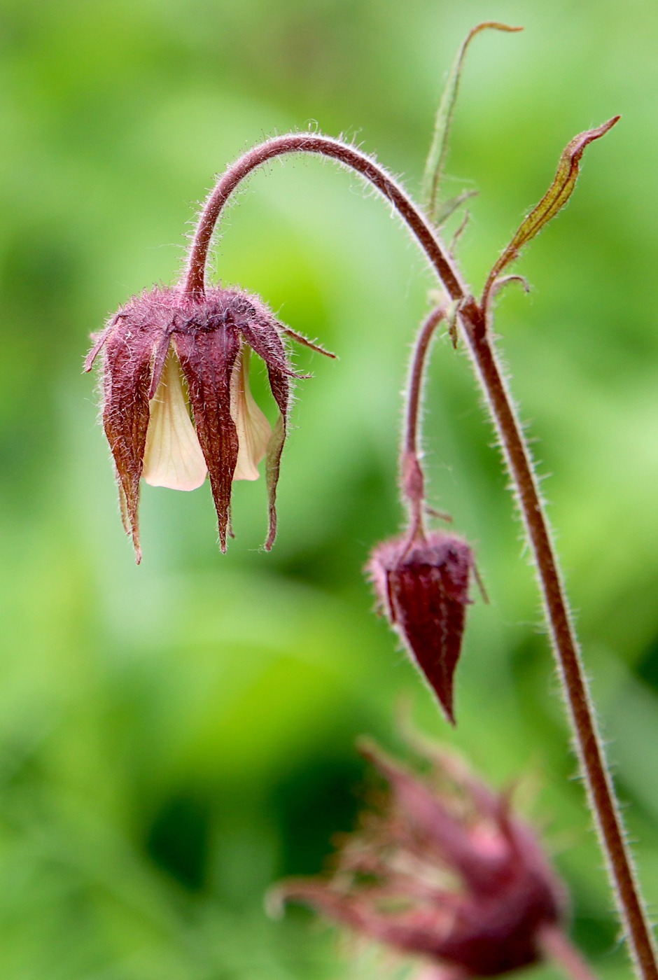 Image of Geum rivale specimen.