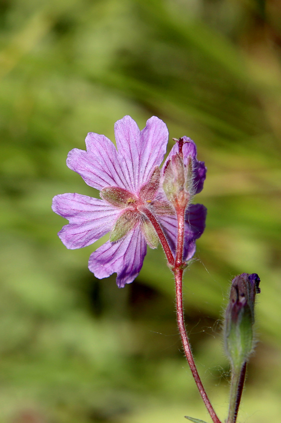 Изображение особи Geranium tuberosum.
