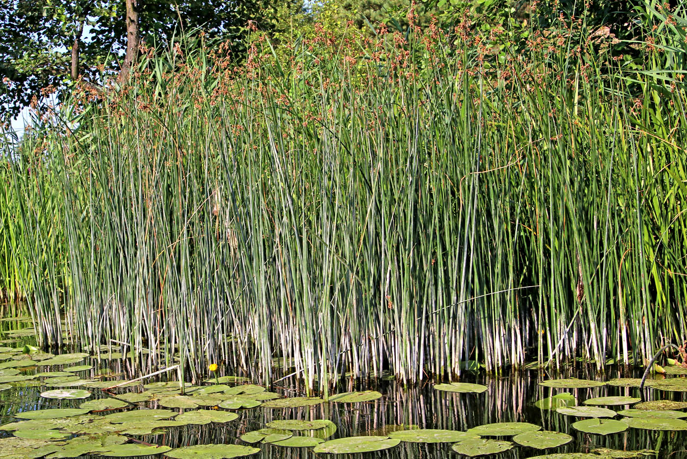 Изображение особи Schoenoplectus lacustris.