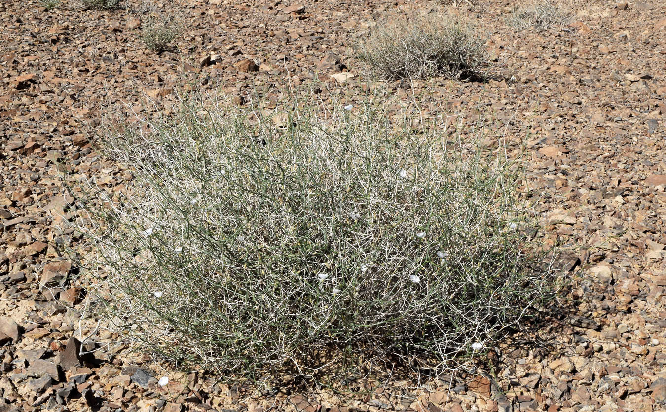 Image of Convolvulus hamadae specimen.