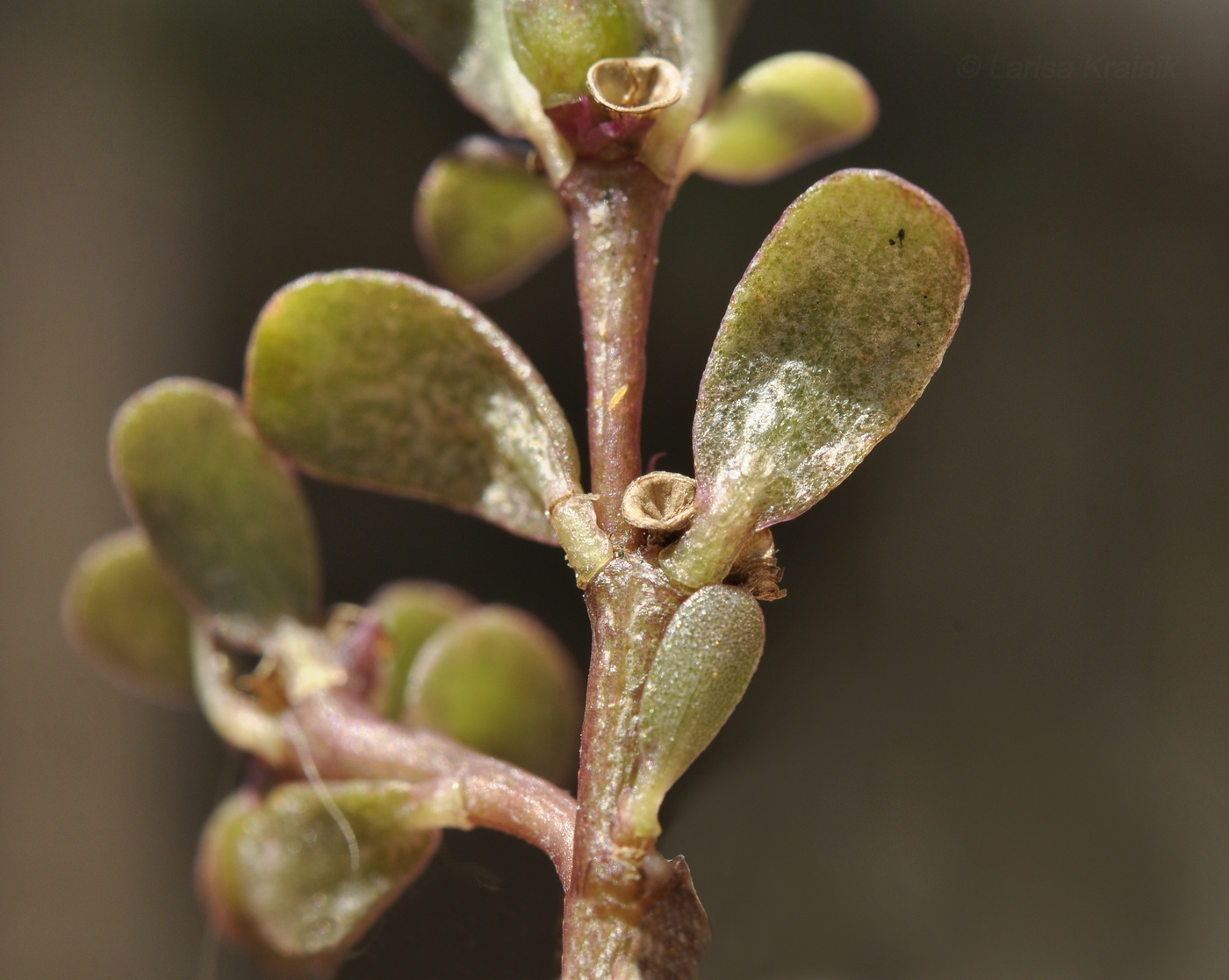 Image of Portulaca oleracea specimen.