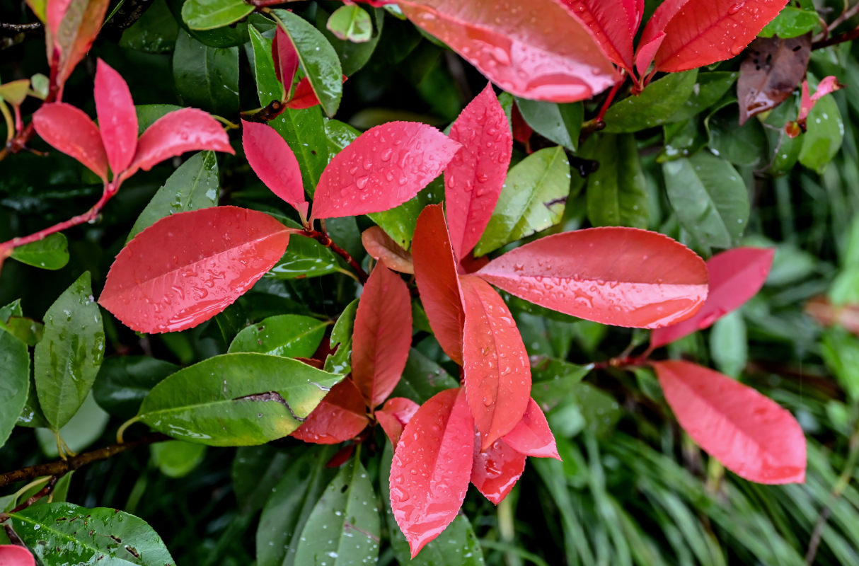 Изображение особи Photinia &times; fraseri.