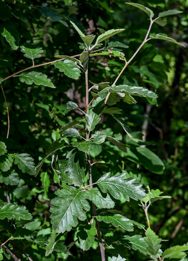 Изображение особи Sorbus intermedia.