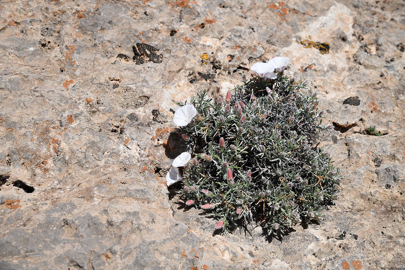 Изображение особи Convolvulus spinifer.