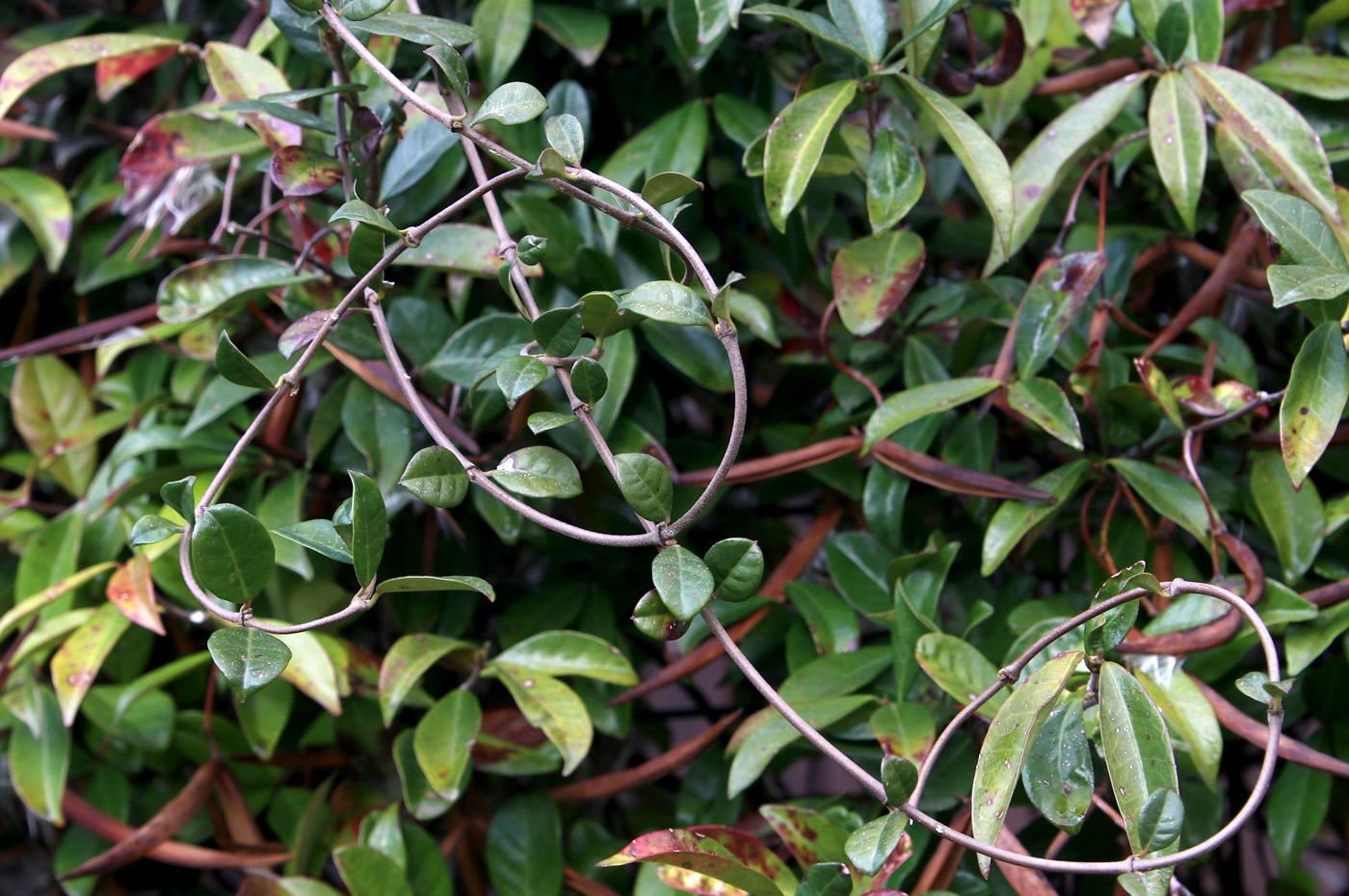 Image of Trachelospermum jasminoides specimen.