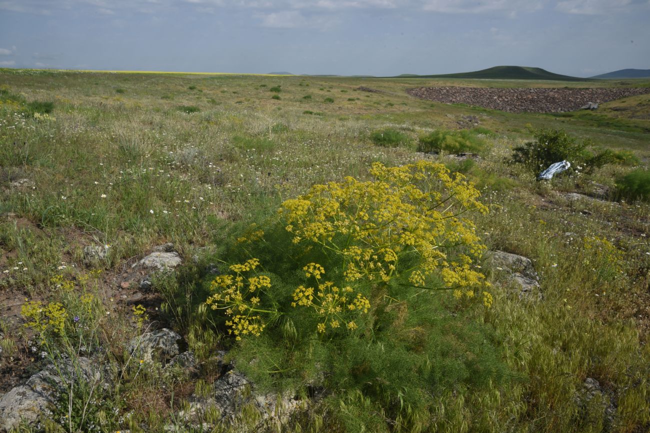 Image of Unknown species specimen.