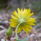 Doronicum orientale. Верхушка побега с соцветием (вид со стороны обёртки). Краснодарский край, Крымский р-н, окр. станицы Неберджаевская, ур. Темрючки, буково-грабово-дубовый лес. 21.03.2026.