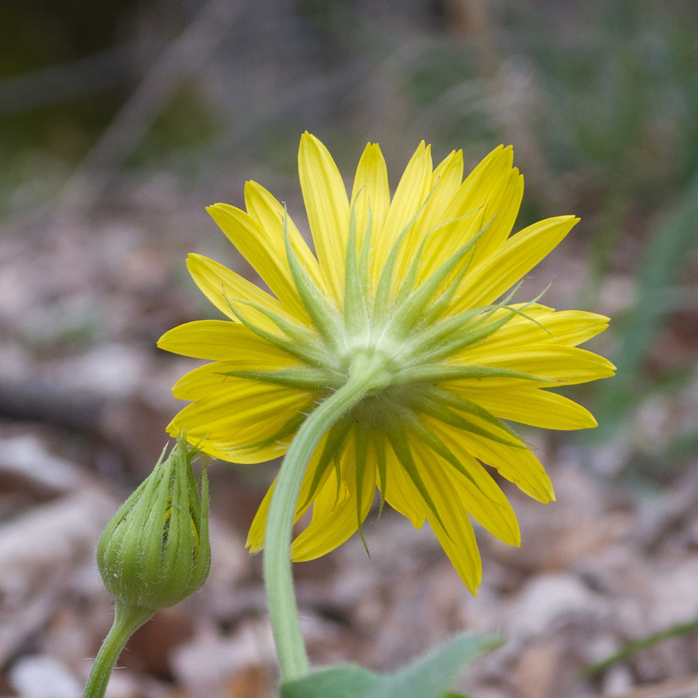 Image of Doronicum orientale specimen.