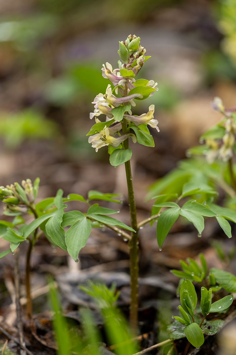 Изображение особи Corydalis roseo-purpurea.
