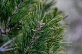 Pinus sylvestris. Верхушка ветви с созревающей шишкой. Волгоградская обл., Камышинский р-н, природный парк \"Щербаковский\", степной склон. 11.04.2026.