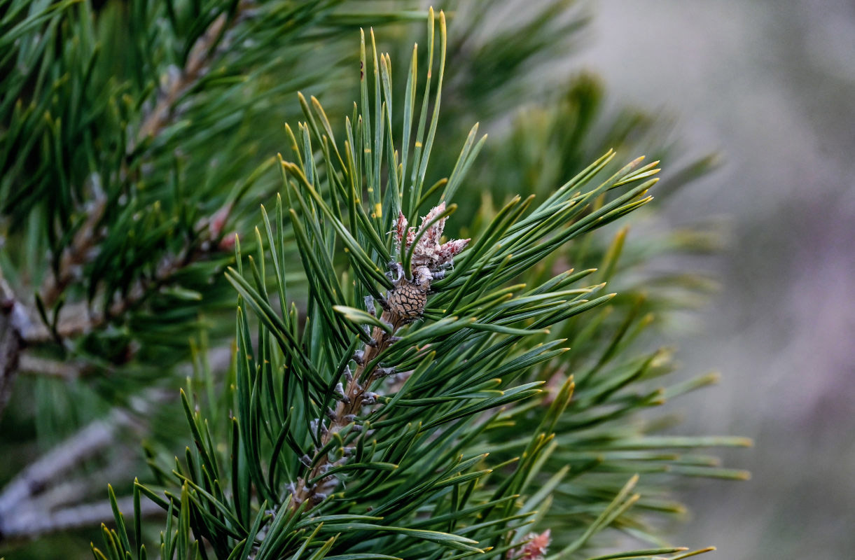 Изображение особи Pinus sylvestris.