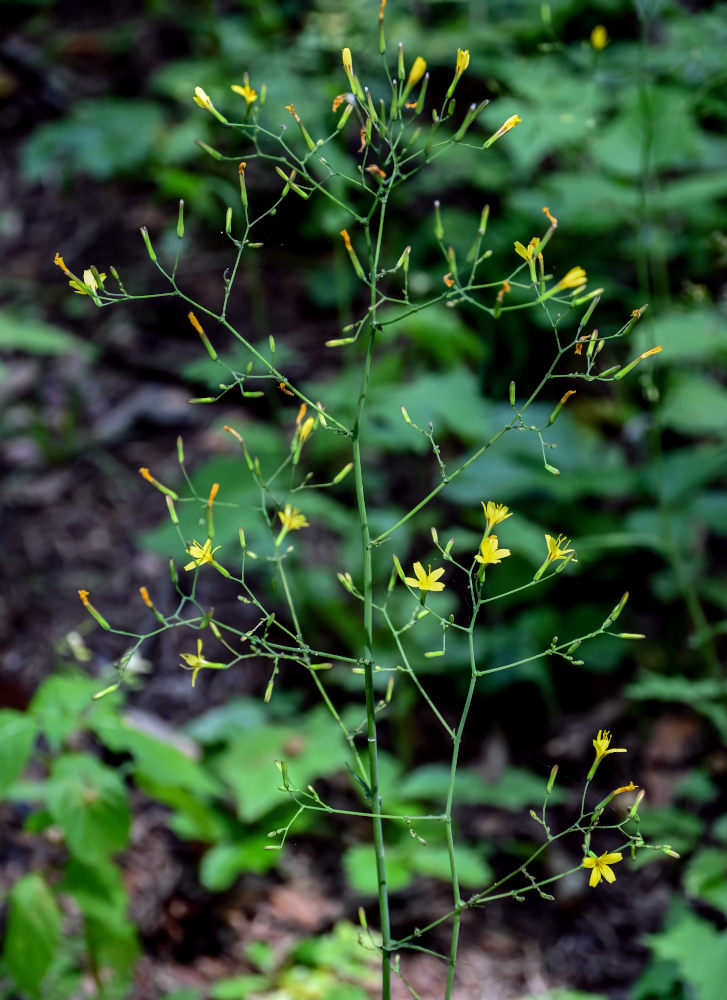 Изображение особи Mycelis muralis.