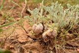 Artemisia santonicum