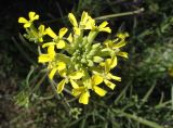 genus Erysimum