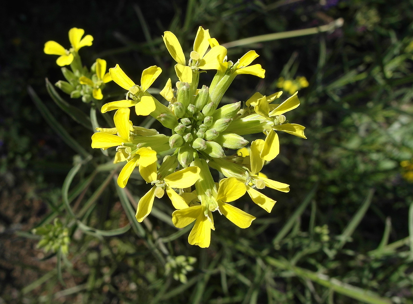 Image of Erysimum canescens specimen.