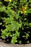 Saxifraga cymbalaria. Листья. Белгородская обл., пос. Ракитное, ул. Сосновая, 2, в культуре. 21 мая 2026 г.