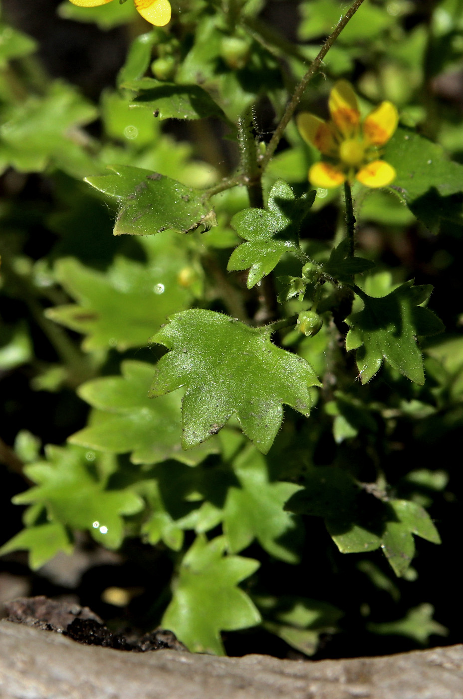 Image of Saxifraga cymbalaria specimen.