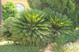 Cycas revoluta. Вегетирующие растения. Италия, обл. Тоскана, г. Флоренция, ботанический сад. 4 июня 2017 г.