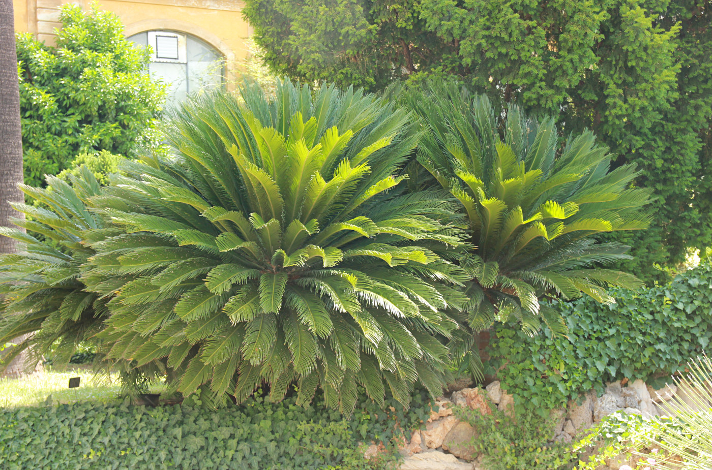 Image of Cycas revoluta specimen.