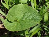 Brunnera sibirica. Лист. Хабаровский край, г. Комсомольск-на-Амуре, обочина грунтовой дороги. 19.05.2026.