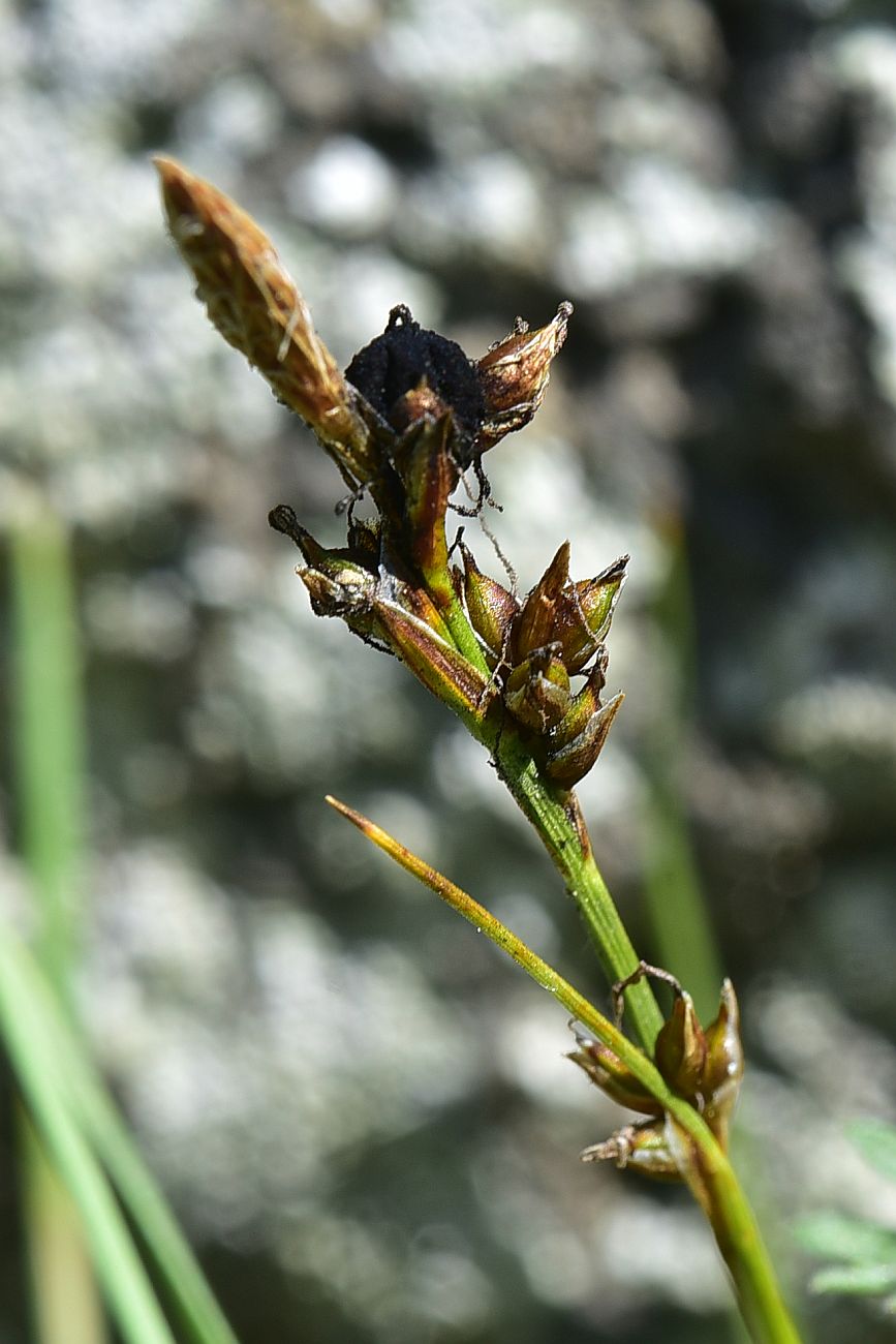 Image of genus Carex specimen.