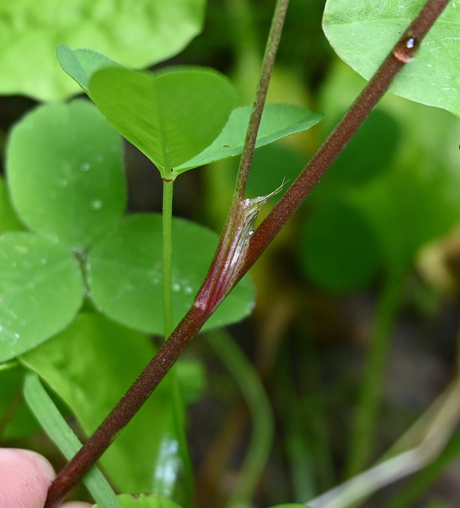 Изображение особи род Trifolium.