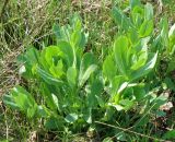 Cerinthe minor