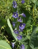 Delphinium iliense