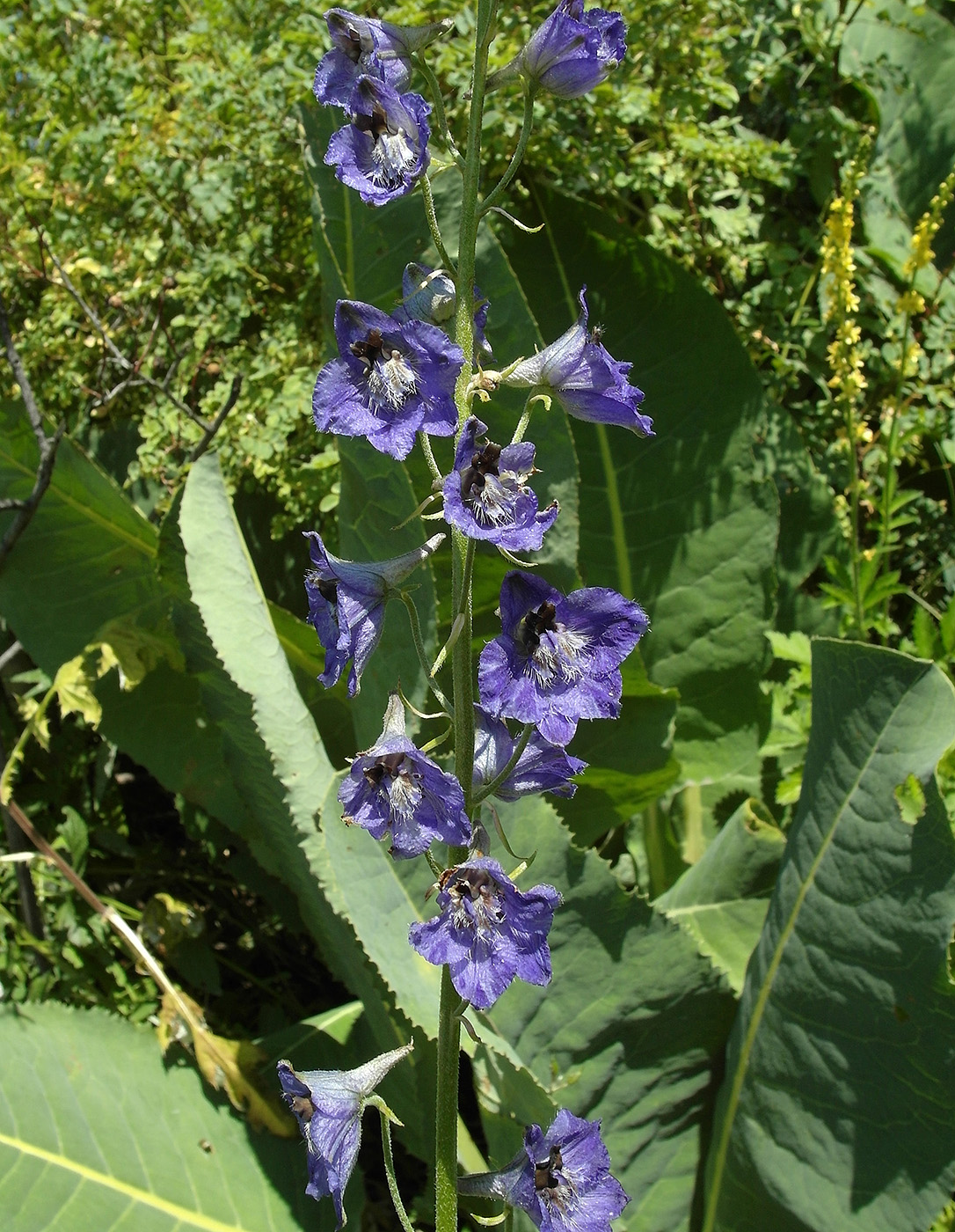 Image of Delphinium iliense specimen.