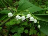 Convallaria keiskei. Соцветие. Хабаровский край, окр. г. Комсомольск-на-Амуре, опушка смешанного леса. 08.06.2026.