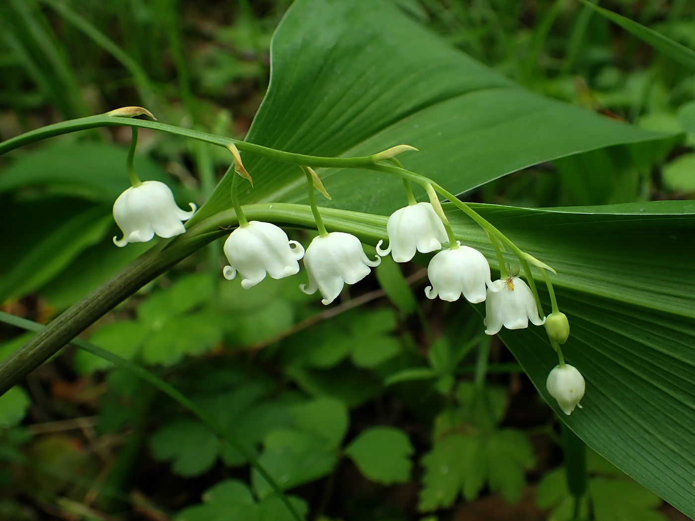 Изображение особи Convallaria keiskei.