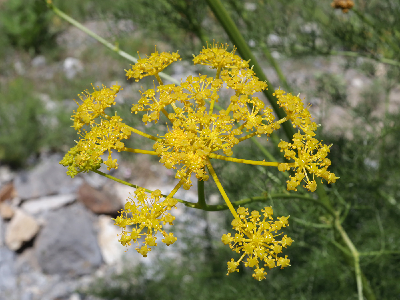 Image of Prangos pabularia specimen.