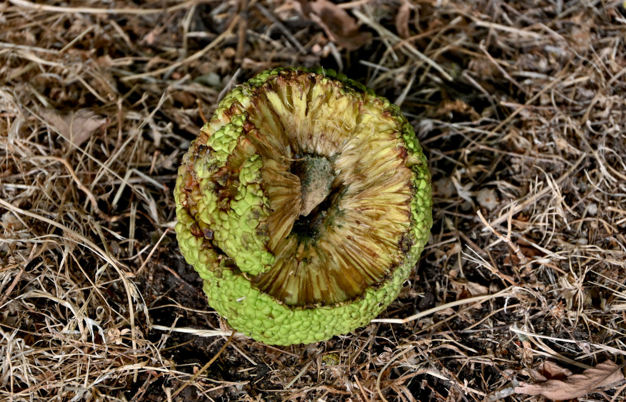 Image of Maclura pomifera specimen.